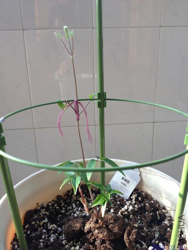 ��˹�� 2013.03.19.JPG