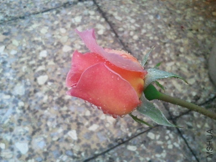 2013-03-19 13.18.51.jpg