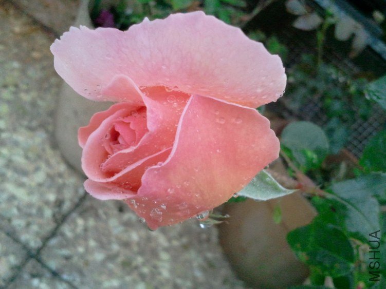 2013-03-19 13.19.07.jpg