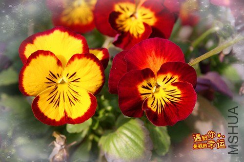 ��Ƭ 007_����.jpg