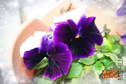 ��Ƭ 009_����.jpg