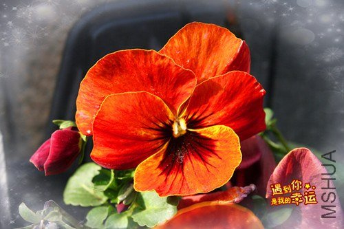 ��Ƭ 036_����.jpg