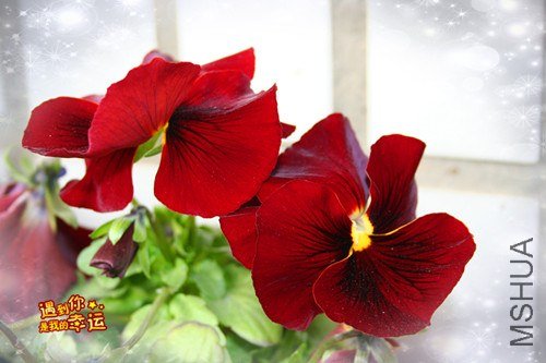 ��Ƭ 043_����.jpg