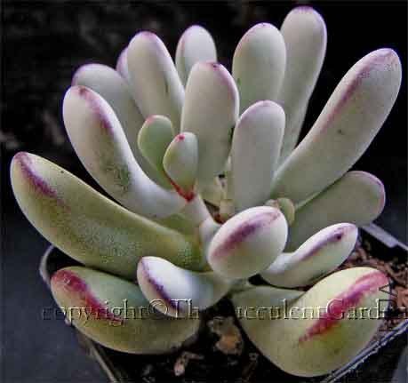 Cotyledon orbiculata \'Oophylla\'.jpg