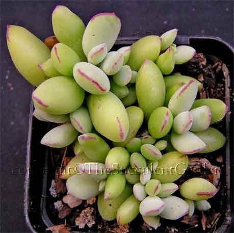 Cotyledon papillaris.jpg