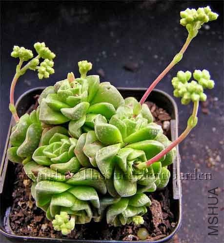 Crassula \'Claudia\'.jpg