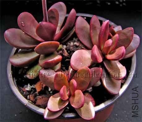 Crassula clavata.jpg