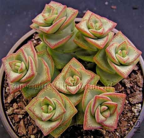 Crassula commutata.jpg