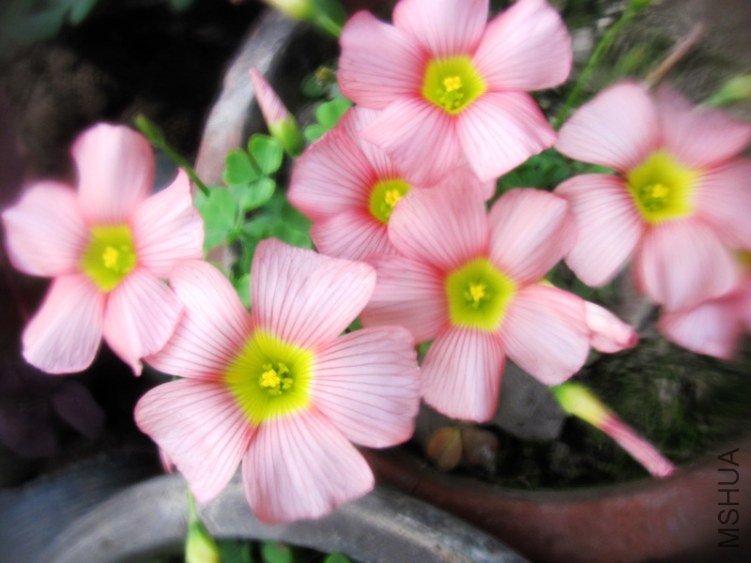 comosa pink