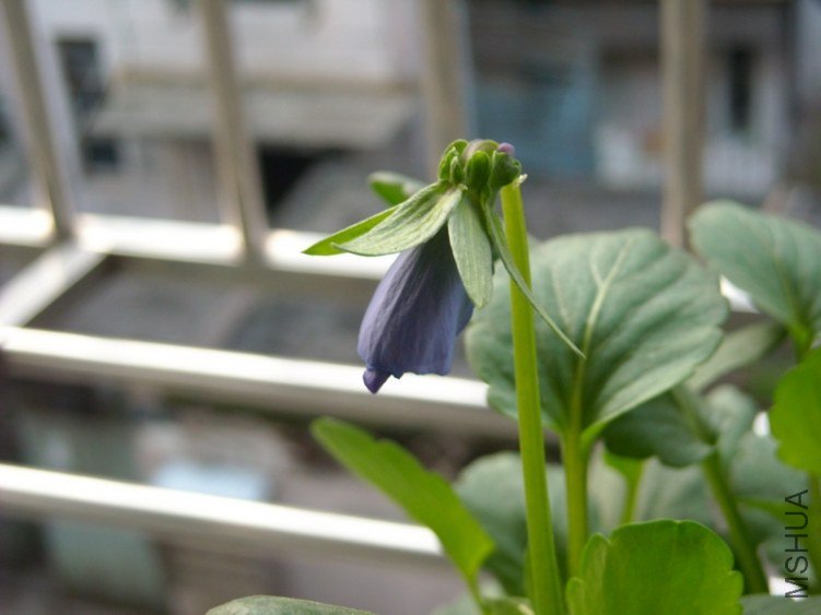 �����������һ���ɫ�Ļ���������ȫ����