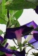QQ��ͼ20130319195615.jpg