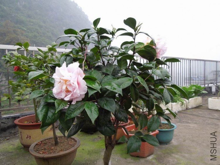������С DSCN5007.jpg