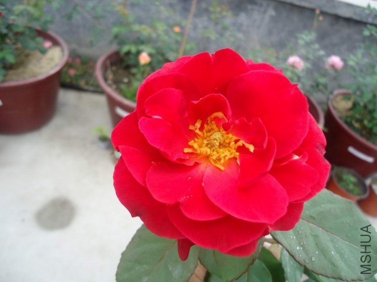 DSC03694.JPG
