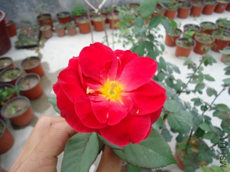 DSC03718.JPG