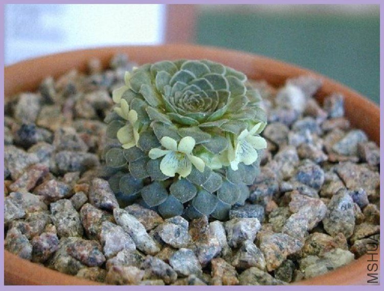 Viola dasyphylla.jpg
