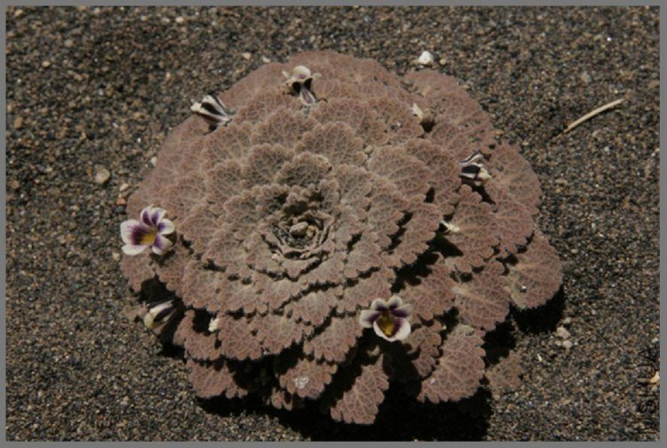 Viola vulcanica1 .jpg