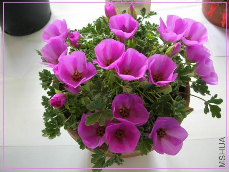 tarasa humilis.JPG