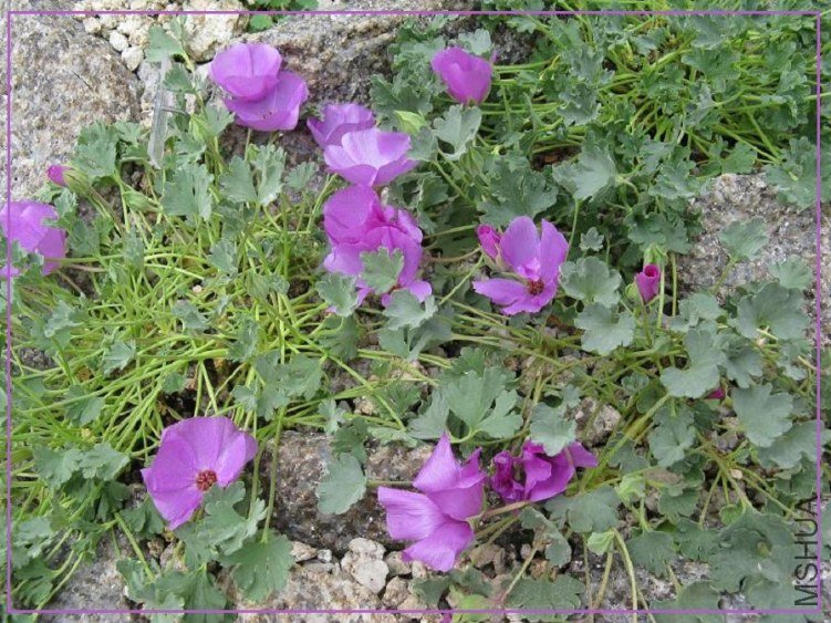 Tarasa humilis 1.jpg