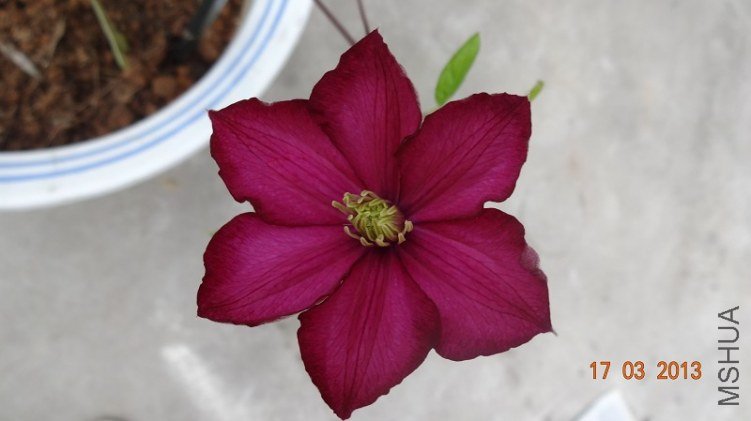 �տ�������