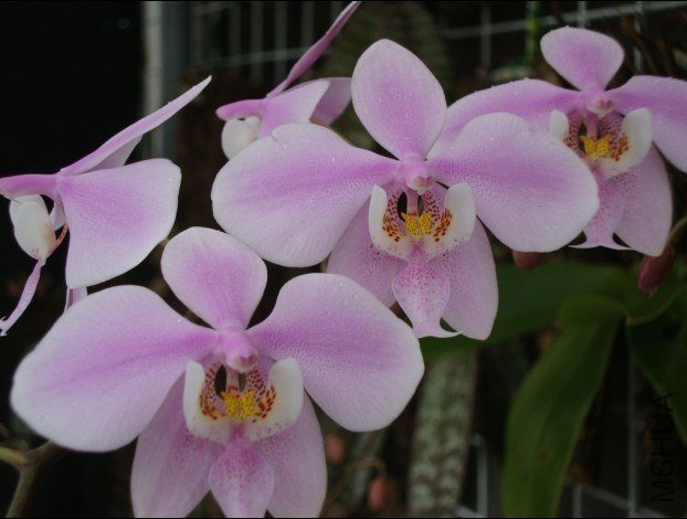 phal.schilleriana.jpg