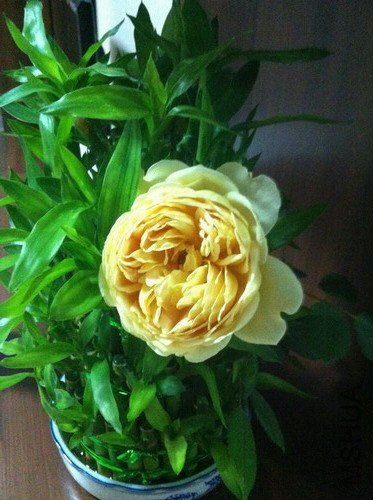 �븻������һ��ˮ����