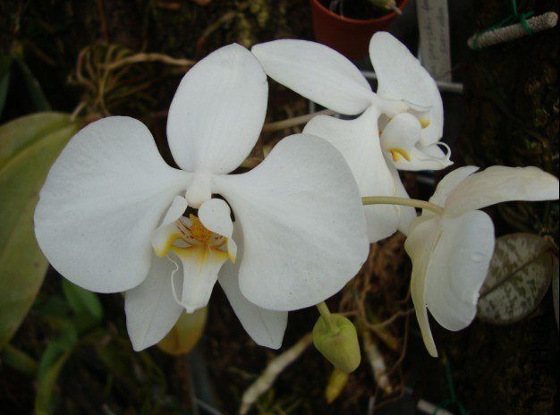 Phal.amabilis.jpg