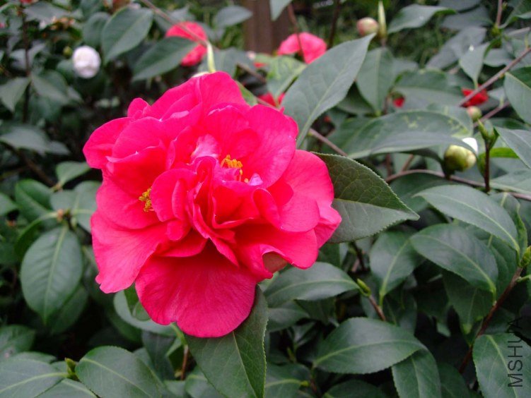 ����� 2013-3-20 097.jpg
