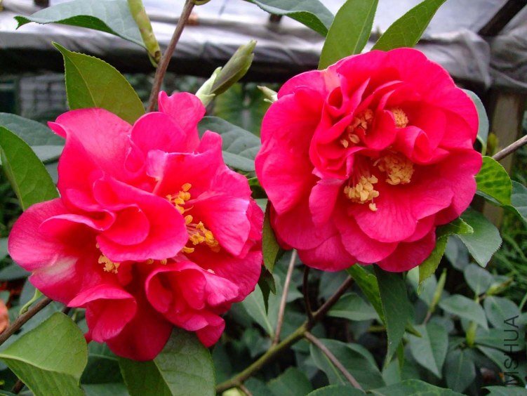 ����� 2013-3-20 066.jpg