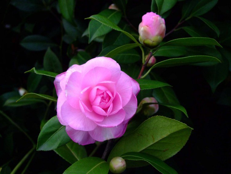 ���� 2013-3-19 024.jpg