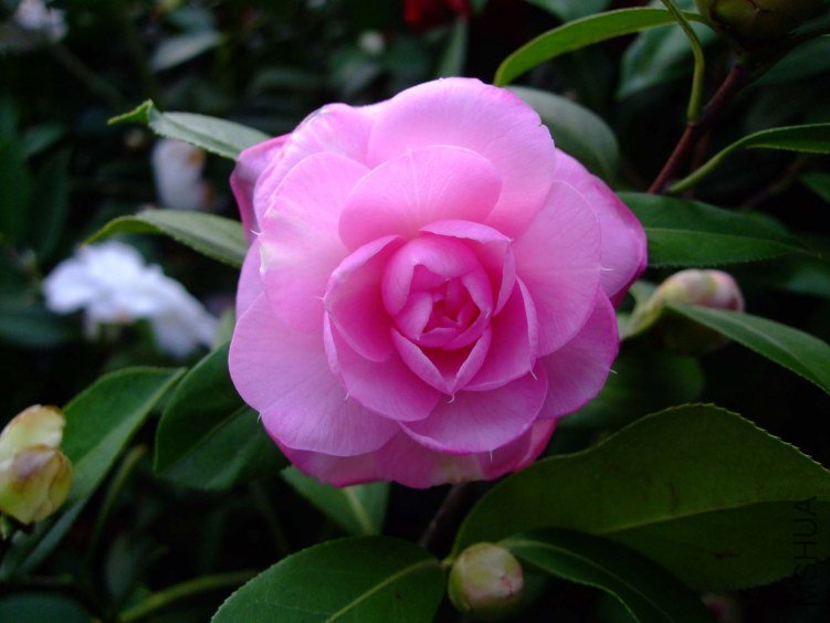 ���� 2013-3-19 036.jpg