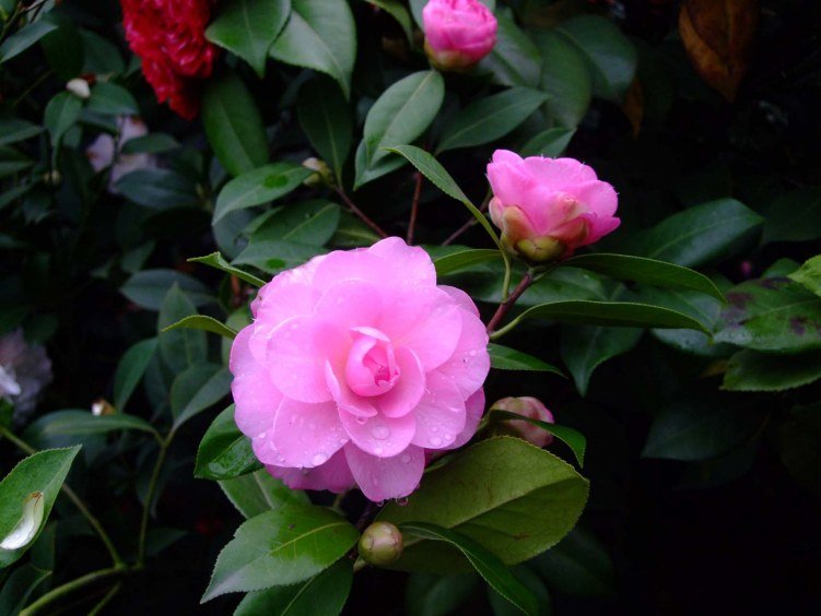 ���� 2013-3-20 019.jpg