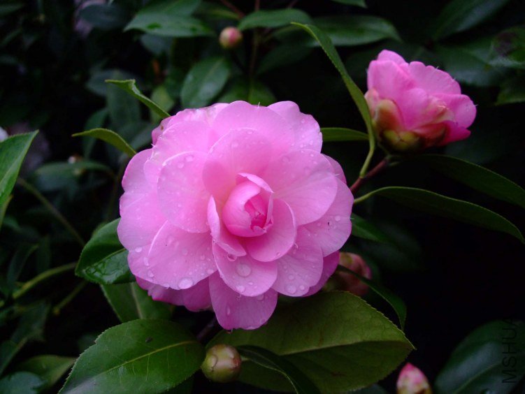 ���� 2013-3-20 021.jpg