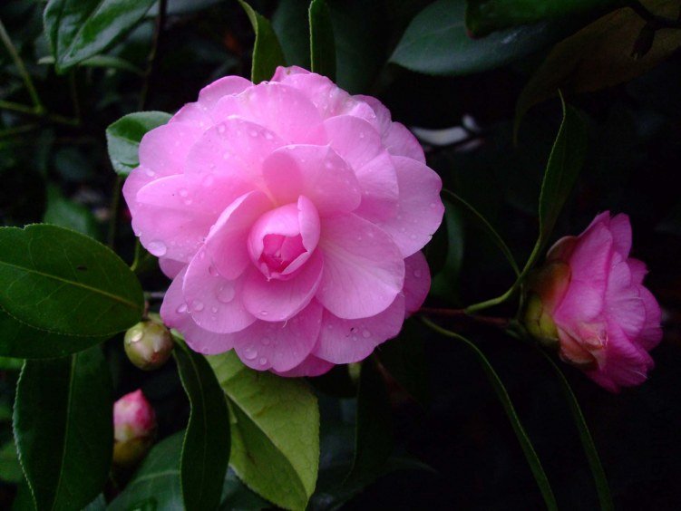 ���� 2013-3-20 054.jpg