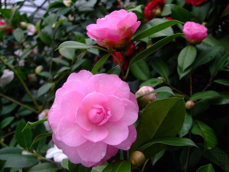 ���� 2013-3-20 117.jpg