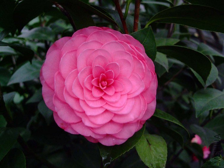 ����ɯ��֯Ů 2013-3-20 059.jpg