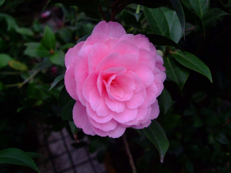 ά��˹ 2013-3-20 007.jpg