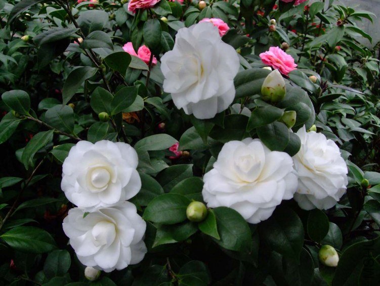 �軨԰ 2013-3-20 077.jpg