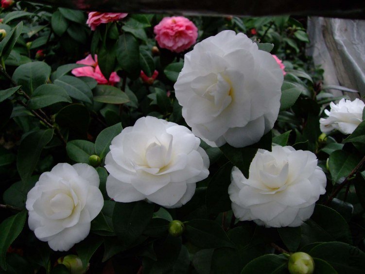 �軨԰ 2013-3-20 085.jpg