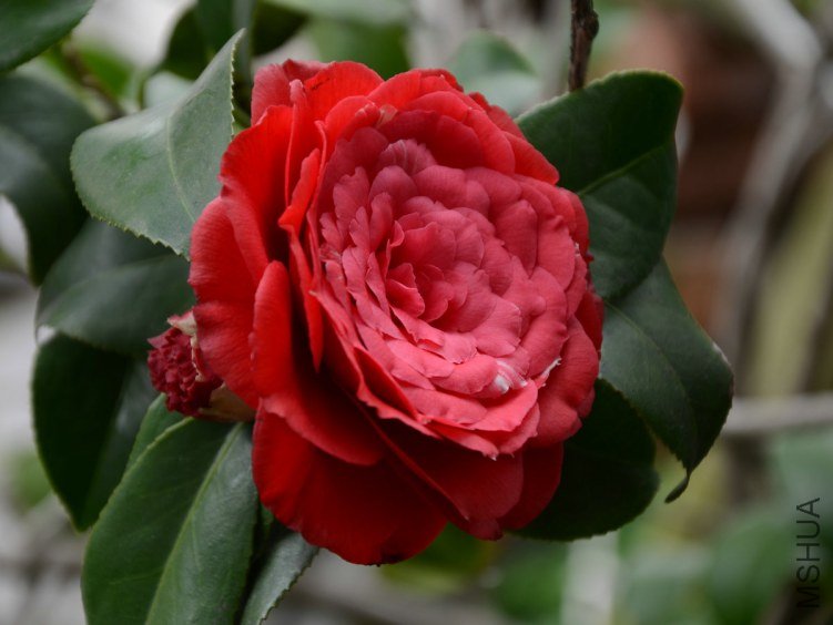 DSC_5991001.jpg