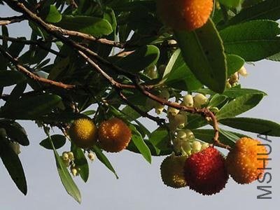 ��ݮ��1.jpg
