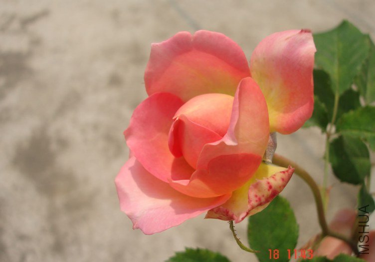 DSC01066.JPG