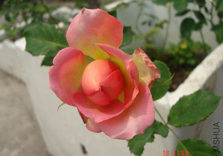 DSC01067.JPG