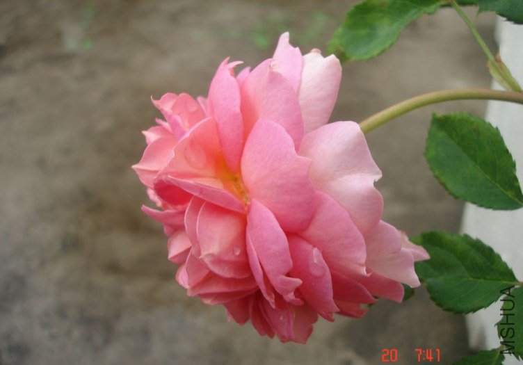 DSC01070.JPG