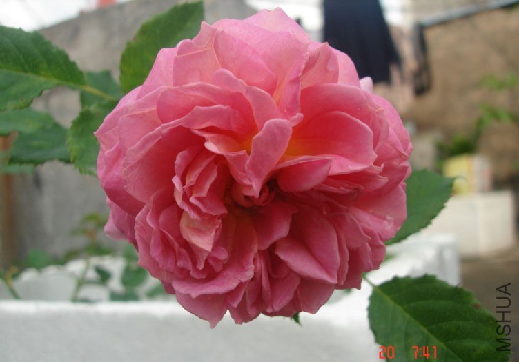 DSC01071.JPG