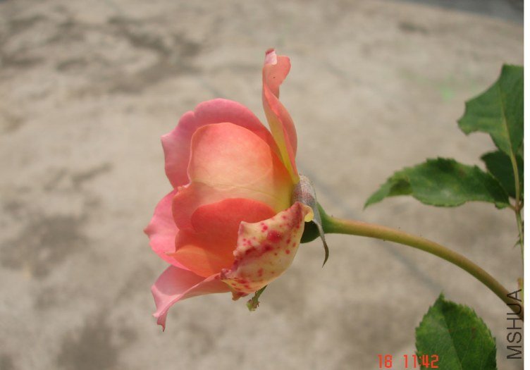 DSC01065.JPG