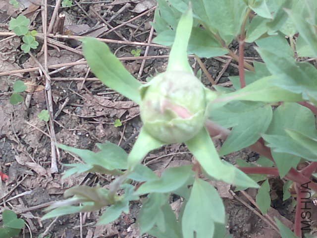20130321285.jpg