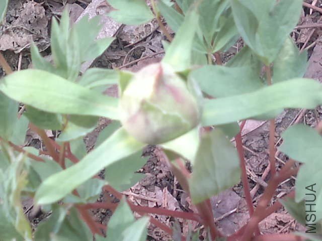 20130321288.jpg