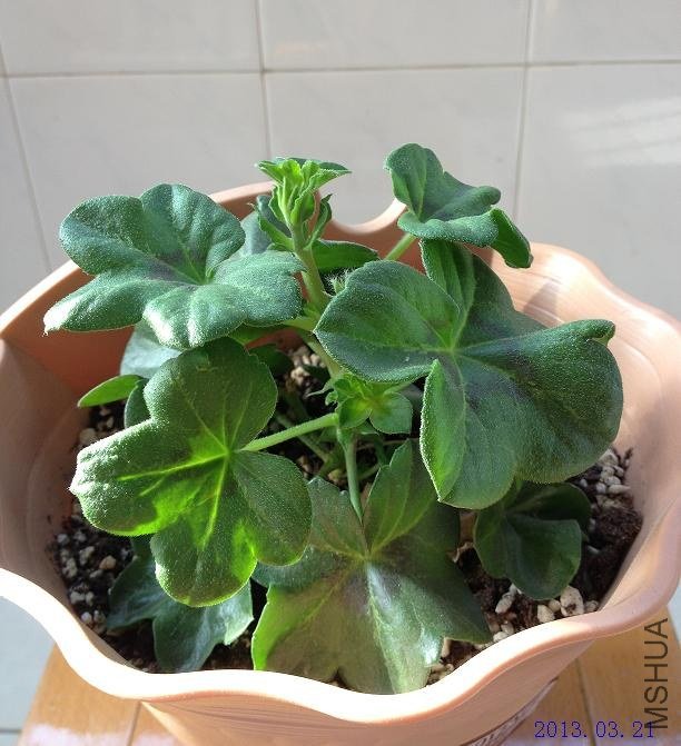 ����õ�� 2013.03.21.JPG