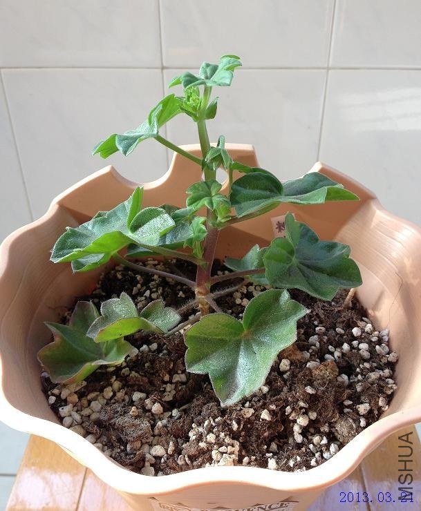 ��Ů�� 2013.03.21.JPG