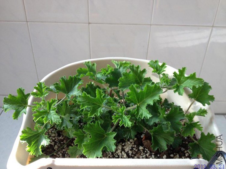 ˫ɫ��ʹ 2013.03.21(1).JPG